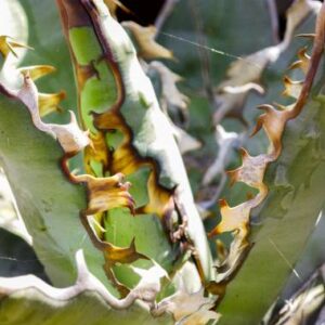 agave xylonacantha